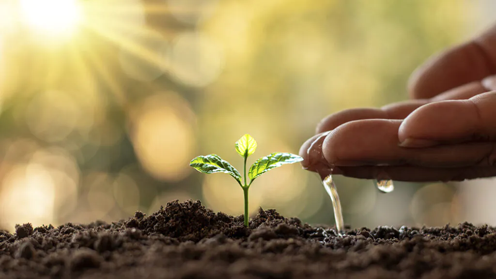 Growing plants in fertile soil and watering